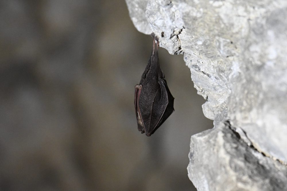 Plavecká jaskyňa je najstaršia sprístupnená jaskyňa na Slovensku