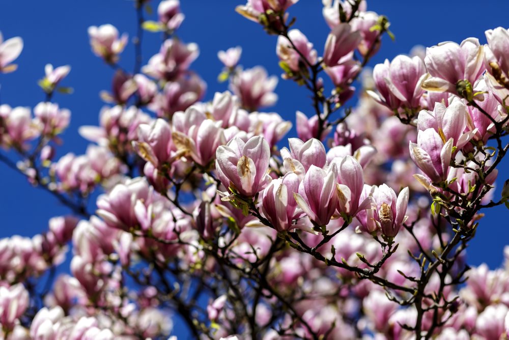 Rozkvitné magnólie v Medickej záhrade v Bratislave 