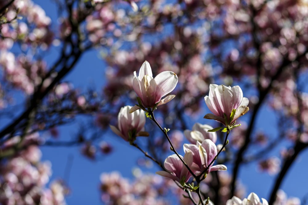 Rozkvitné magnólie v Medickej záhrade v Bratislave 
