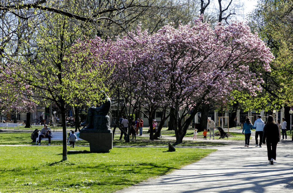 Rozkvitné magnólie v Medickej záhrade v Bratislave 