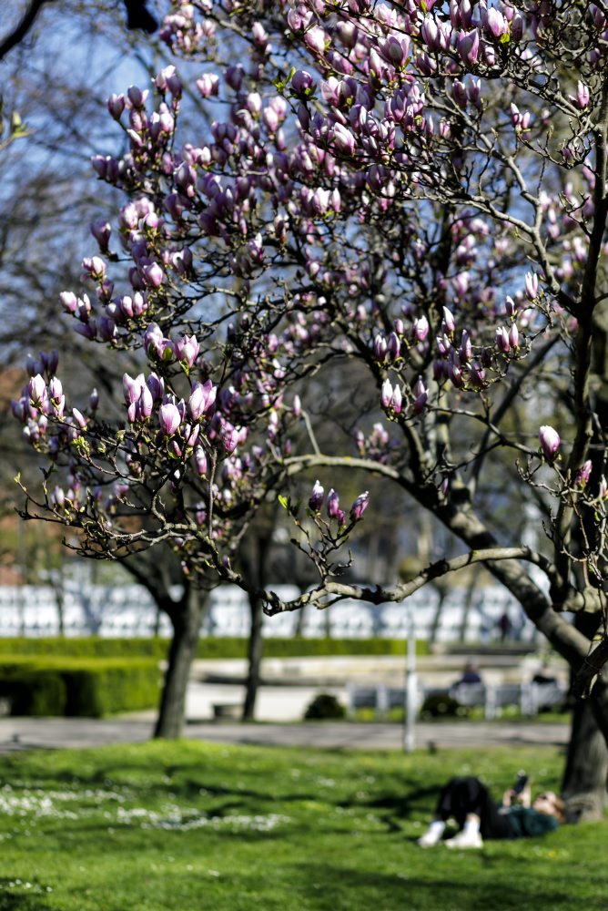 Rozkvitné magnólie v Medickej záhrade v Bratislave 