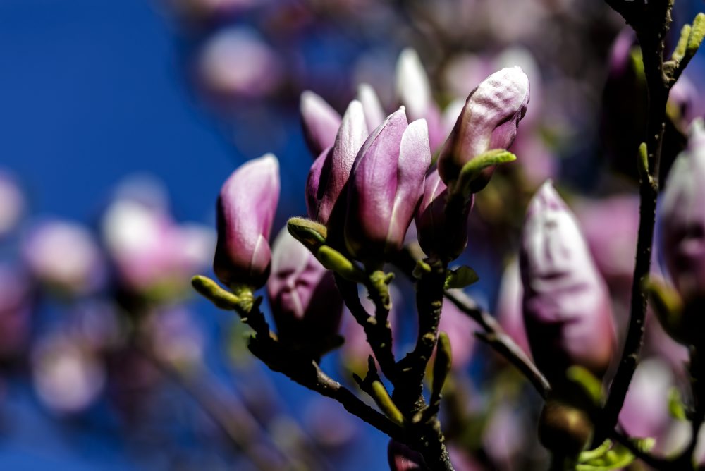 Rozkvitné magnólie v Medickej záhrade v Bratislave 