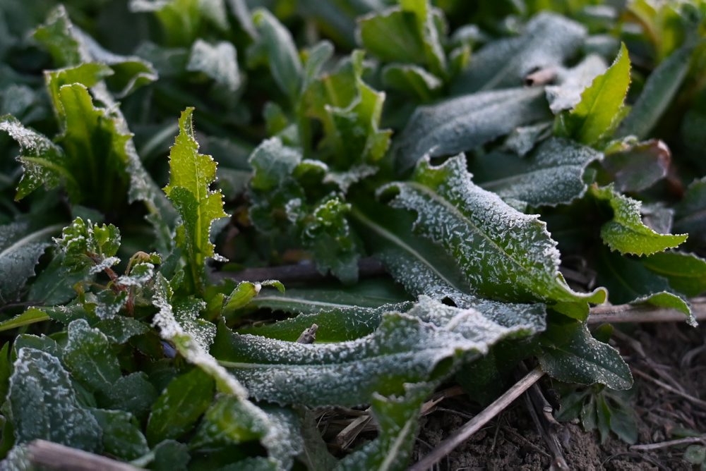 Zadymovanie ovocných sadov v Majcichove