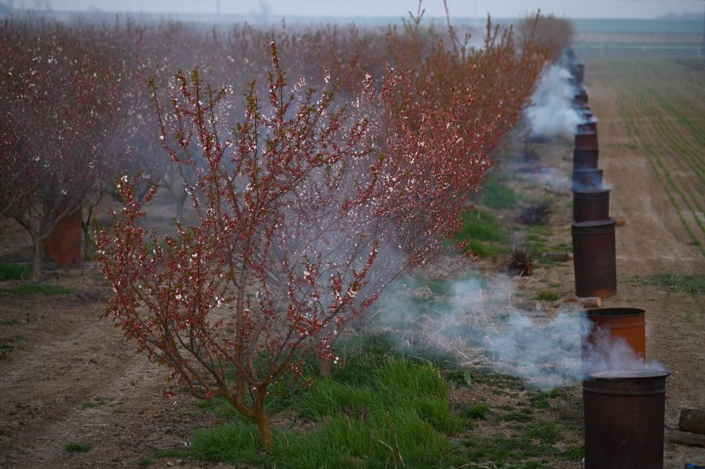 Zadymovanie ovocných sadov v Majcichove