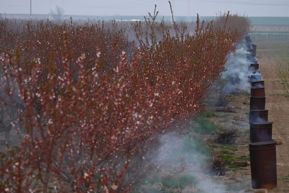 Zadymovanie ovocných sadov v Majcichove
