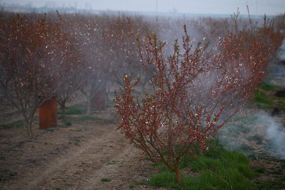Zadymovanie ovocných sadov v Majcichove