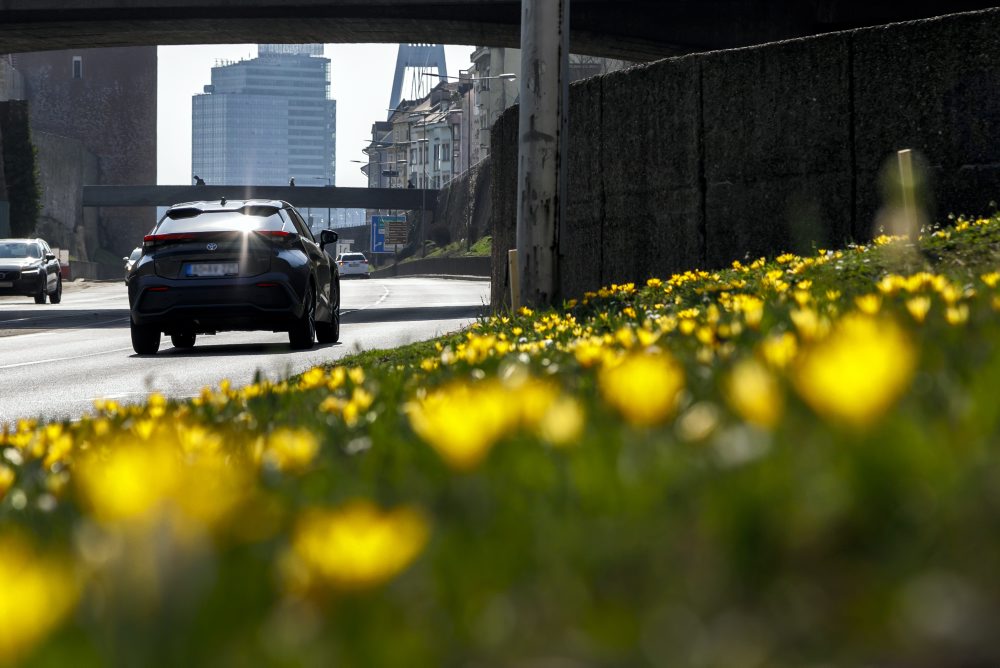 Kvitnúce krokusy pri Staromestskej ulici v Bratislave