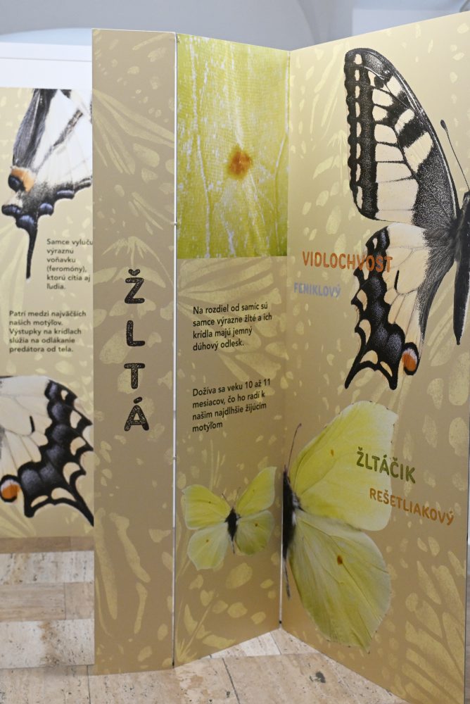 Výstava Motýlie krídla v Západoslovenskom múzeu v Trnave 