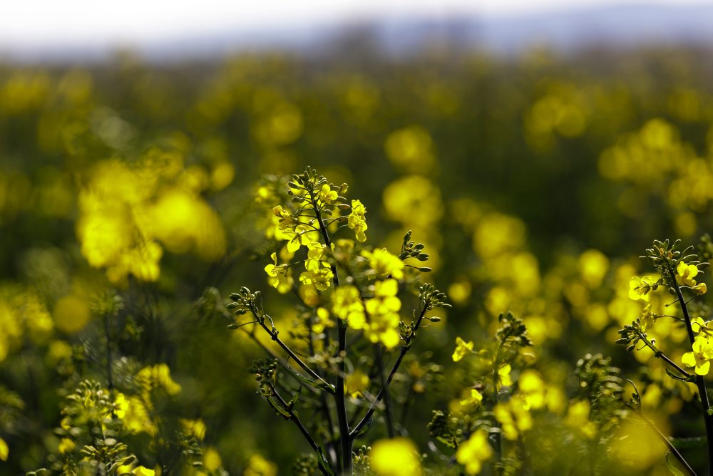 Rozkvitnuté pole repky olejnej pri Modre