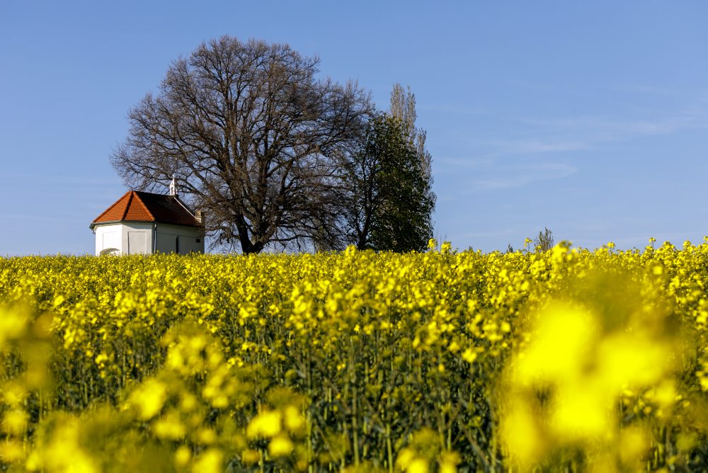 Rozkvitnuté pole repky olejnej pri obci Štefanová