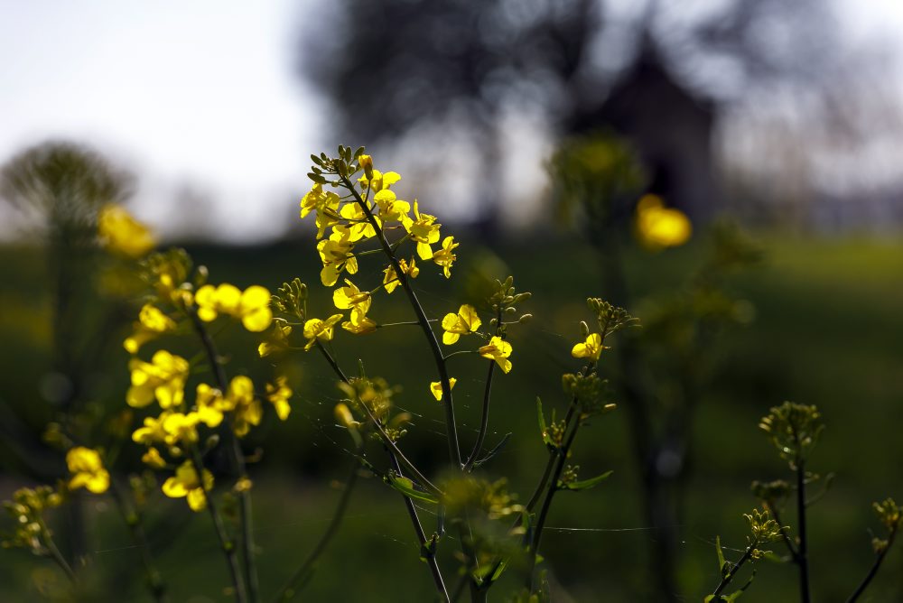 Rozkvitnuté pole repky olejnej pri obci Štefanová
