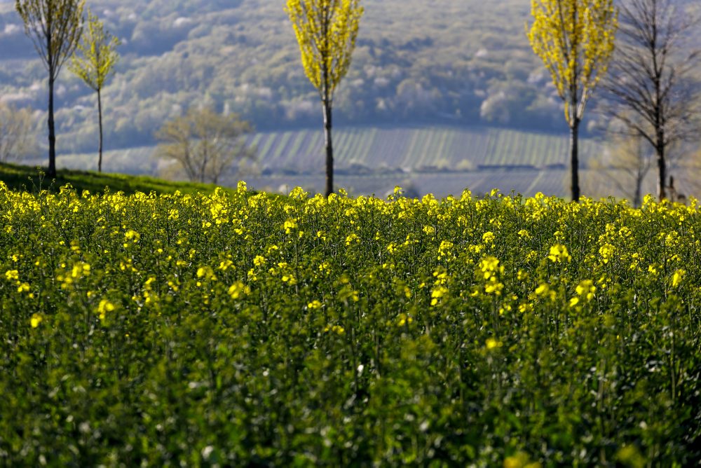 Rozkvitnuté pole repky olejnej pri obci Štefanová