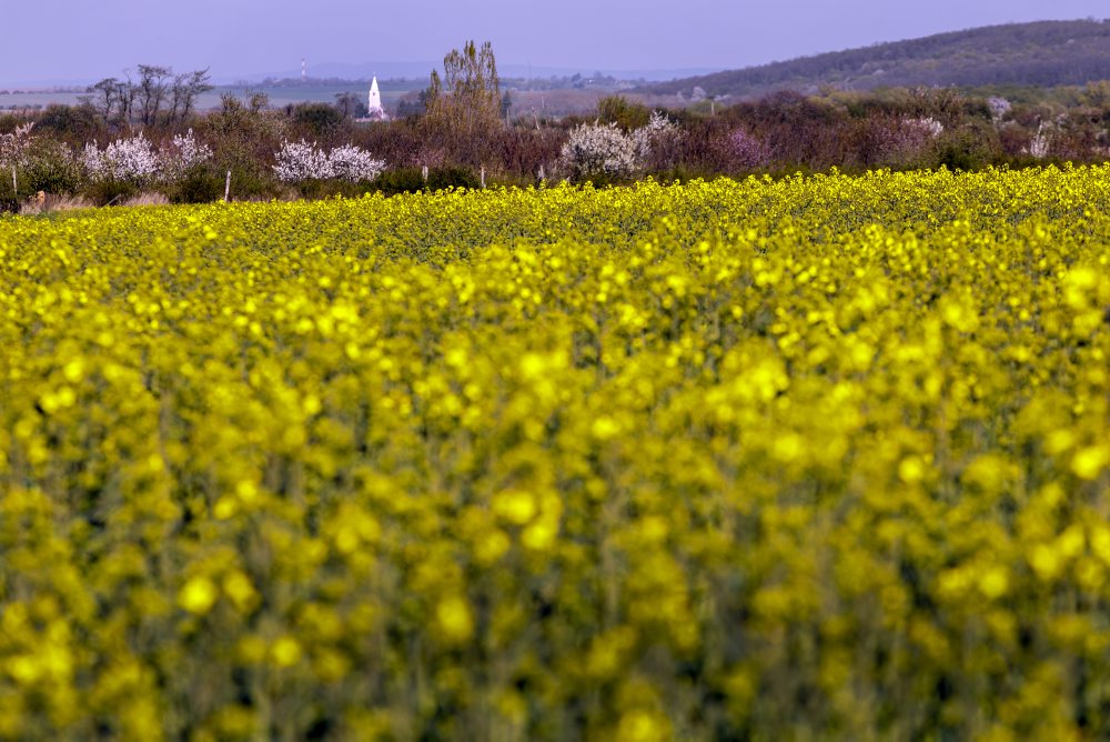 Rozkvitnuté pole repky olejnej pri obci Štefanová