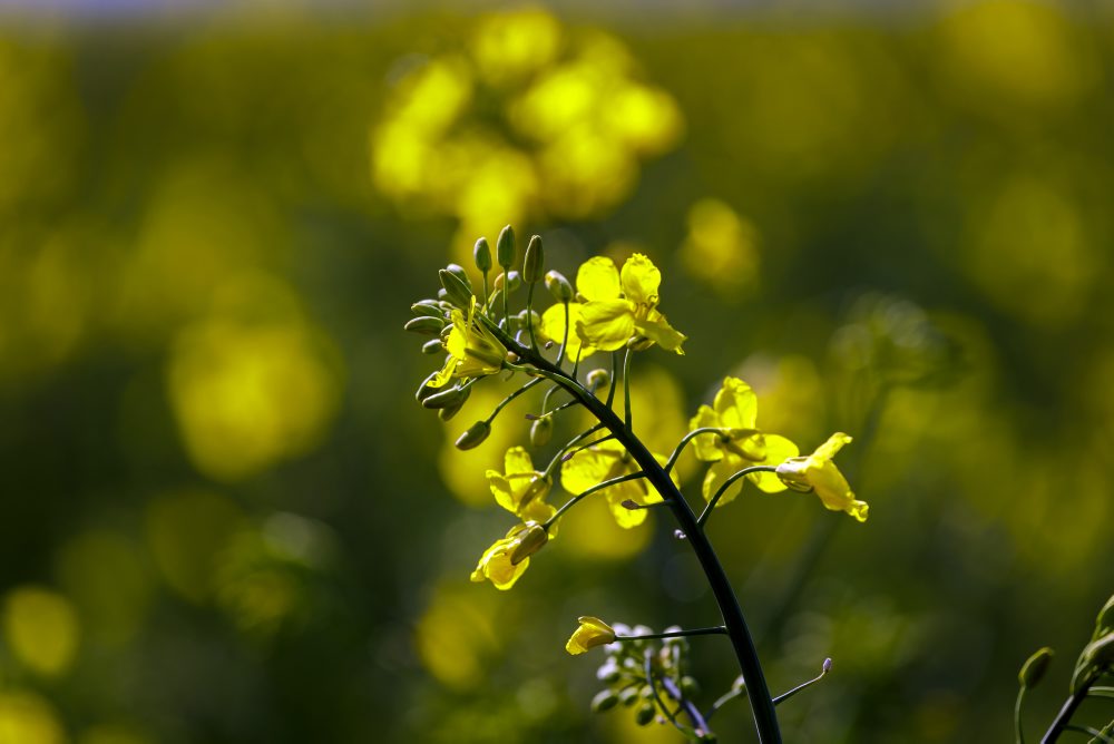 Rozkvitnuté pole repky olejnej pri Modre