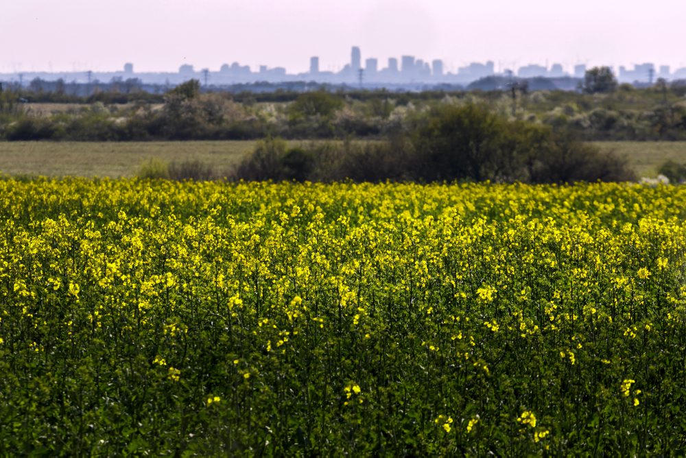 Rozkvitnuté pole repky olejnej pri Modre