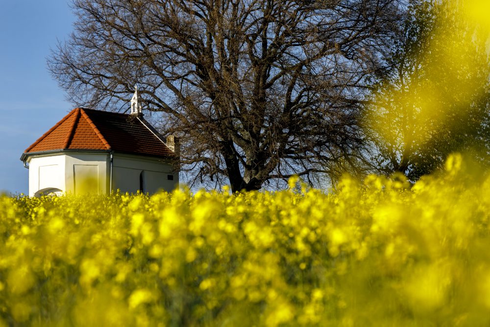 Rozkvitnuté pole repky olejnej pri obci Štefanová