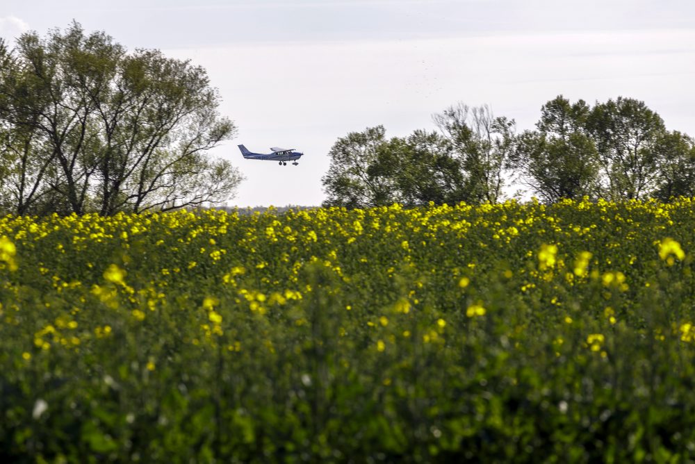 Rozkvitnuté pole repky olejnej pri obci Štefanová