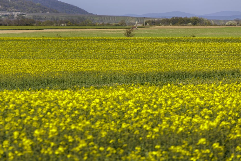 Rozkvitnuté pole repky olejnej pri obci Štefanová