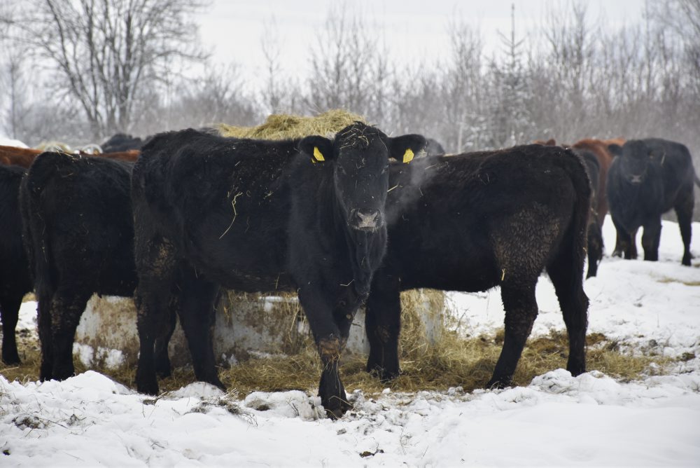 Brezno:Hovädzie mäso z mestskej farmy by sa do škôl či škôlok mohlo dostať o rok