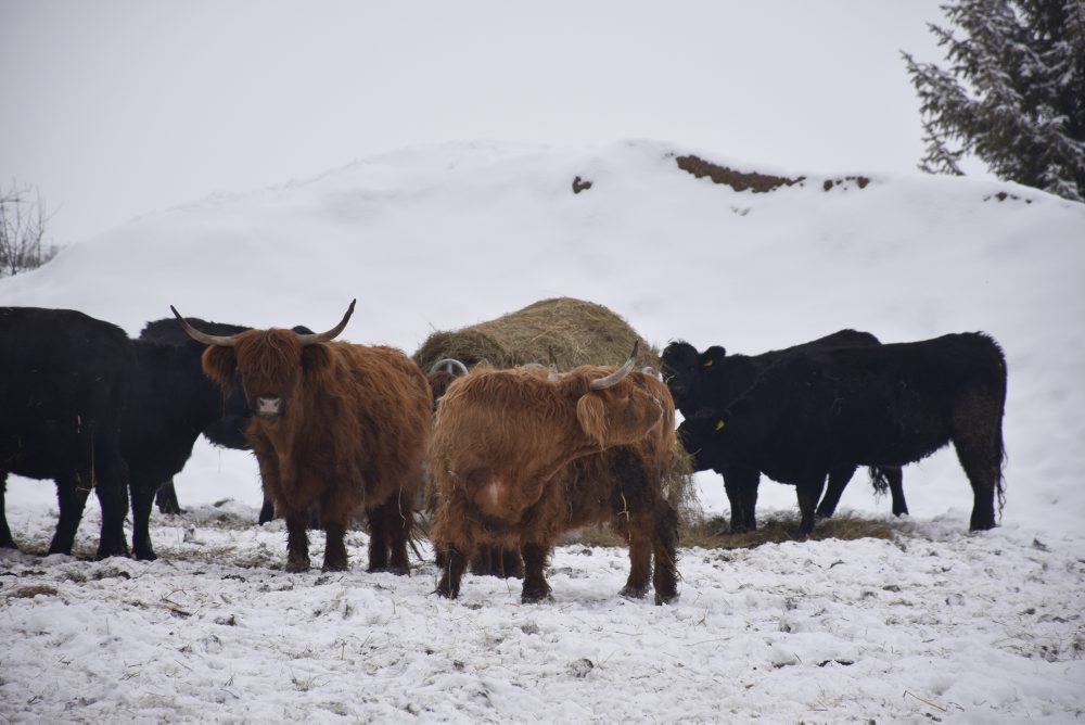 Brezno:Hovädzie mäso z mestskej farmy by sa do škôl či škôlok mohlo dostať o rok