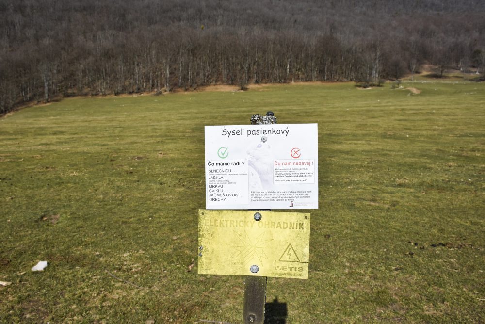 Sysľom sa na Muránskej planine darí, po zime sa už zobudili tisícky jedincov