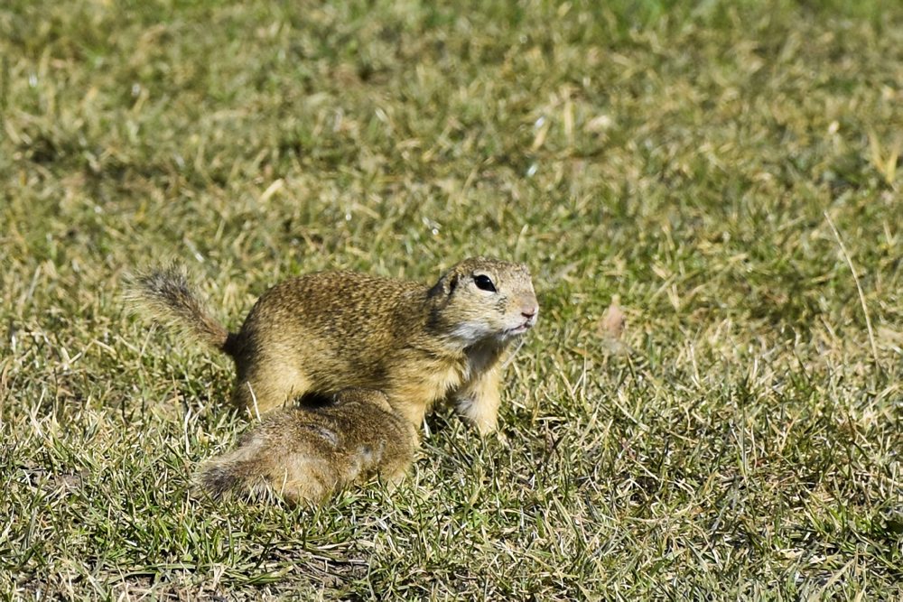 Sysľom sa na Muránskej planine darí, po zime sa už zobudili tisícky jedincov