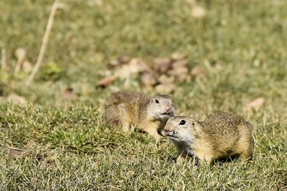 Sysľom sa na Muránskej planine darí, po zime sa už zobudili tisícky jedincov