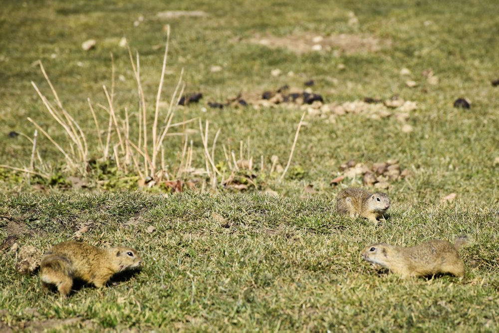 Sysľom sa na Muránskej planine darí, po zime sa už zobudili tisícky jedincov