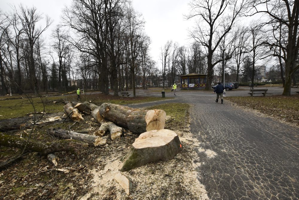 V mestskom parku na Tajovského ulici v Banskej Bystrici končia s výrubom stromov, nové chcú sadiť na jeseň