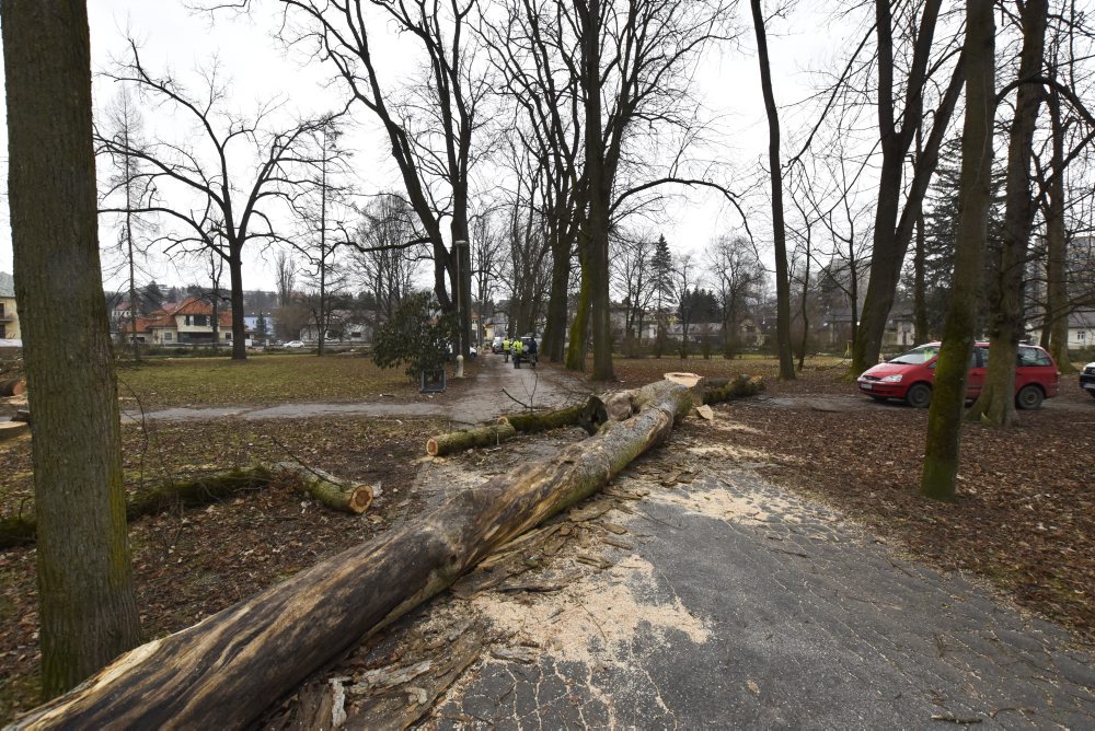 V mestskom parku na Tajovského ulici v Banskej Bystrici končia s výrubom stromov, nové chcú sadiť na jeseň