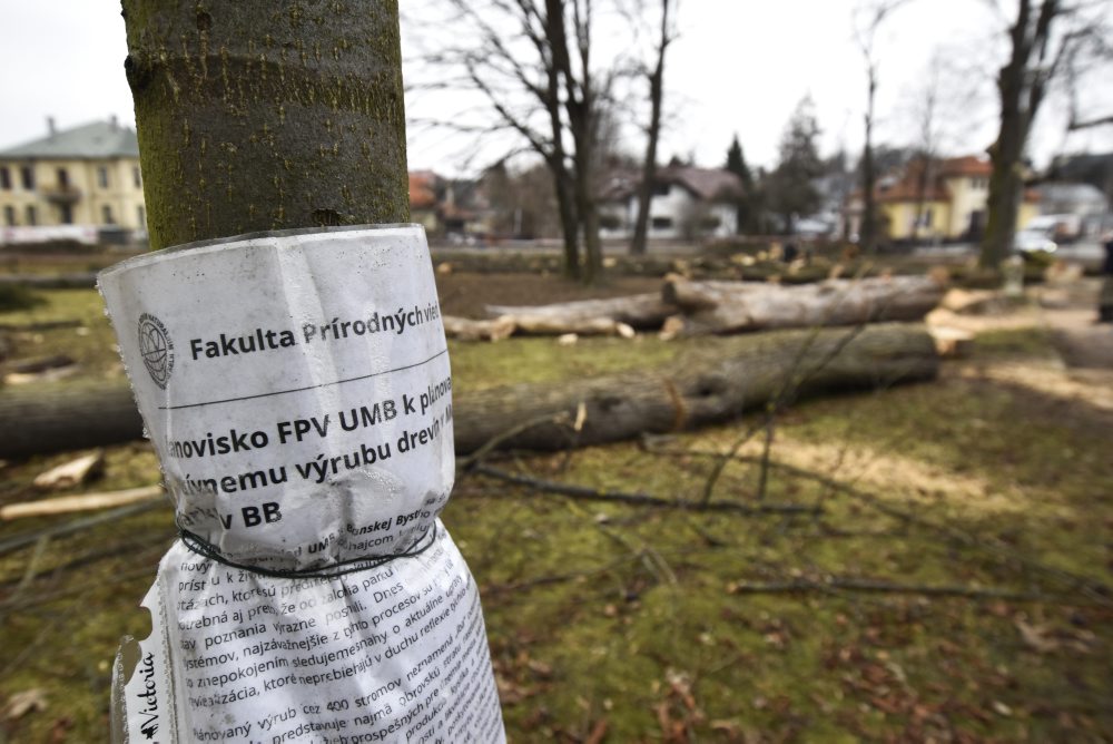 V mestskom parku na Tajovského ulici v Banskej Bystrici končia s výrubom stromov, nové chcú sadiť na jeseň