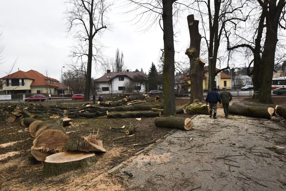 V mestskom parku na Tajovského ulici v Banskej Bystrici končia s výrubom stromov, nové chcú sadiť na jeseň