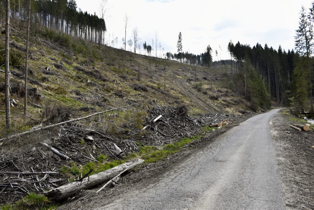Enviro: Lykožrútovú kalamitu na Horehroní sa podľa lesníkov podarilo zastaviť