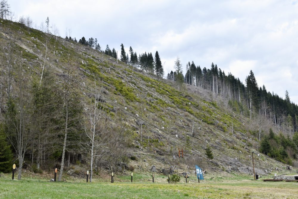 Enviro: Lykožrútovú kalamitu na Horehroní sa podľa lesníkov podarilo zastaviť