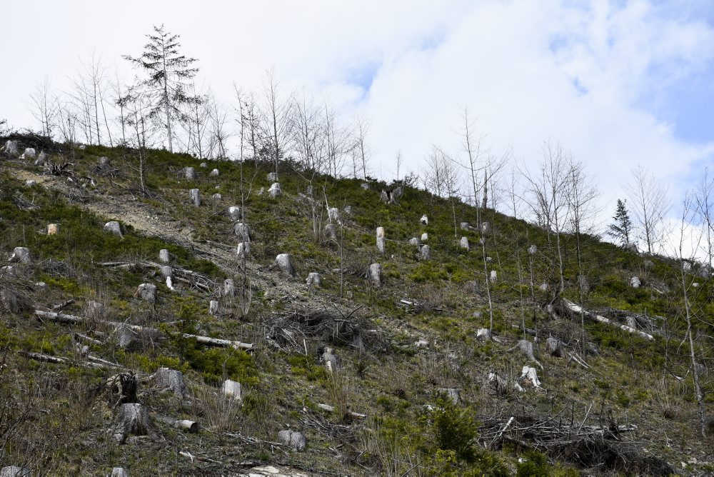 Enviro: Lykožrútovú kalamitu na Horehroní sa podľa lesníkov podarilo zastaviť