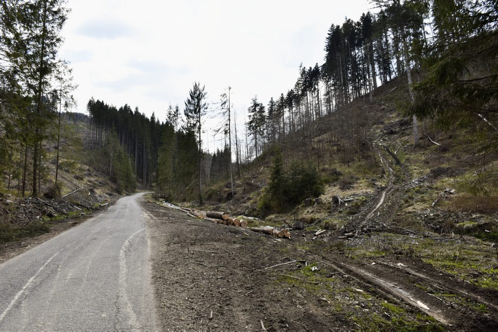 Enviro: Lykožrútovú kalamitu na Horehroní sa podľa lesníkov podarilo zastaviť