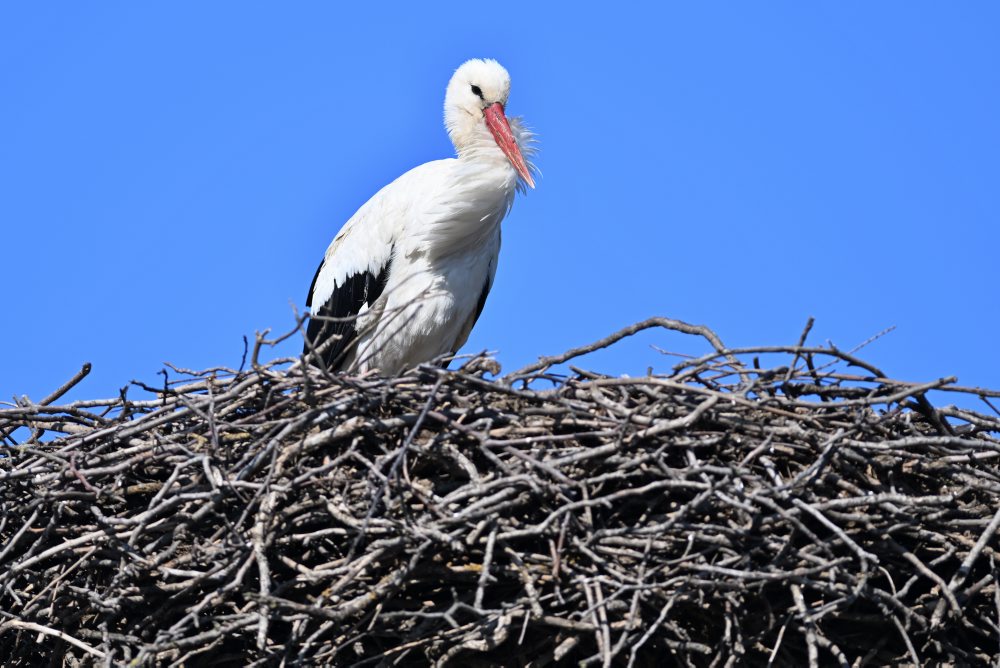 Bocian biely hniezdi v obci Špačince v okrese Trnava 