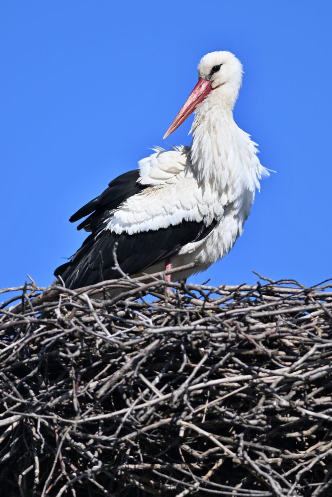 Bocian biely hniezdi v obci Špačince v okrese Trnava 