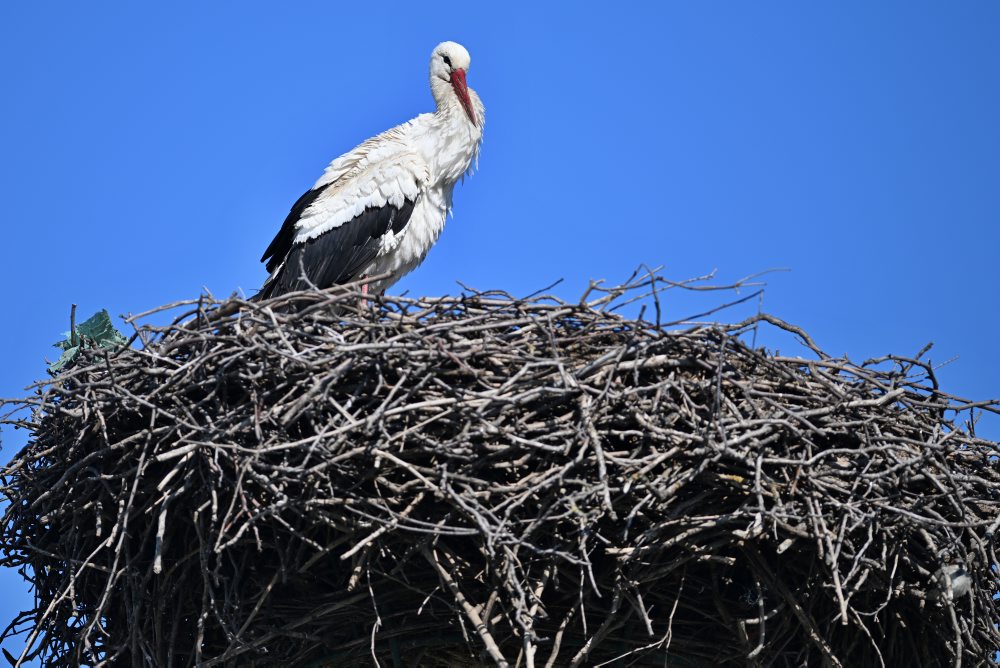 Bocian biely hniezdi v obci Špačince v okrese Trnava 