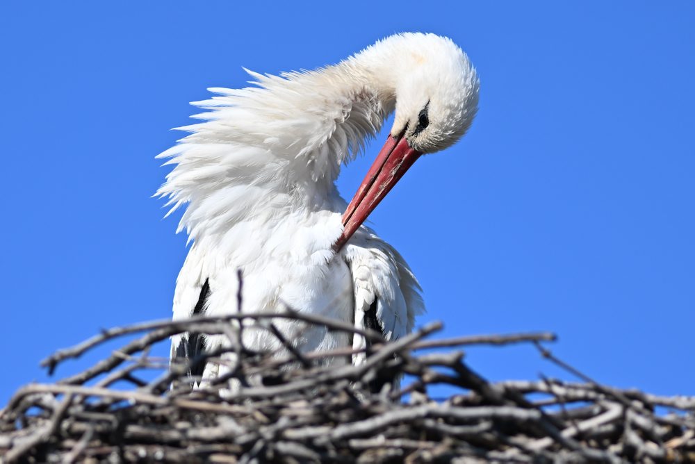 Bocian biely hniezdi v obci Špačince v okrese Trnava 