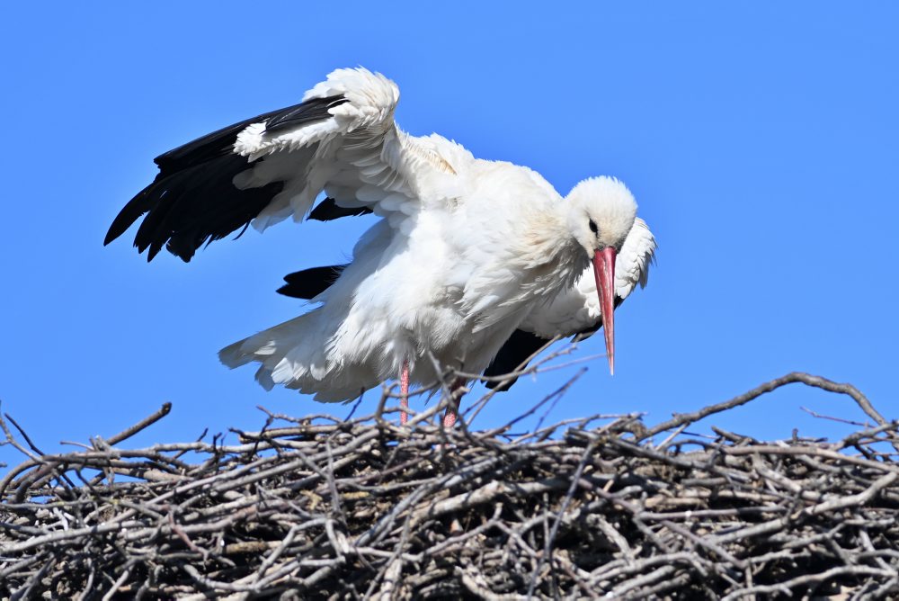 Bocian biely hniezdi v obci Špačince v okrese Trnava 