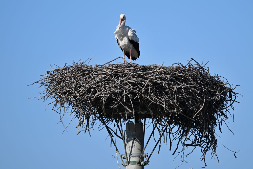 Bocian biely hniezdi v obci Špačince v okrese Trnava 