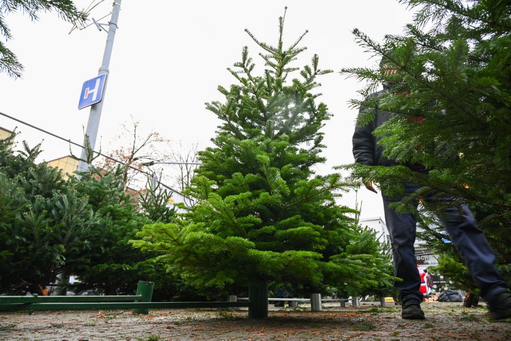 Predaj vianočných stromčekov v Starej Turej 