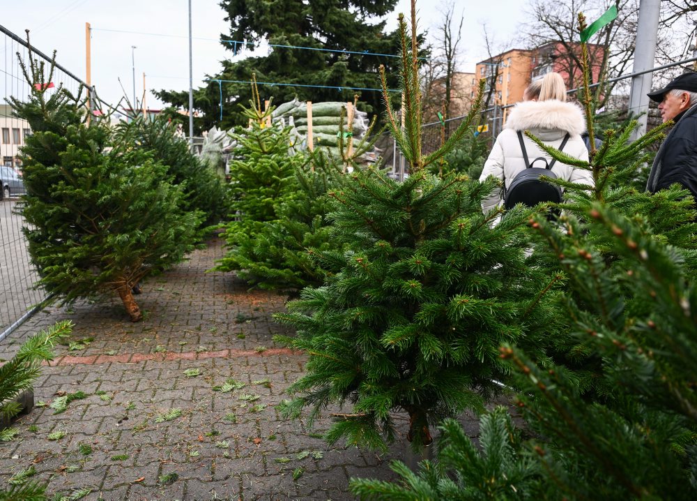 Predaj vianočných stromčekov v Starej Turej 