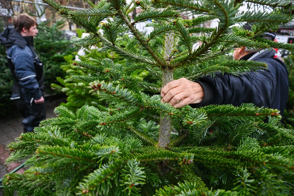 Predaj vianočných stromčekov v Starej Turej 