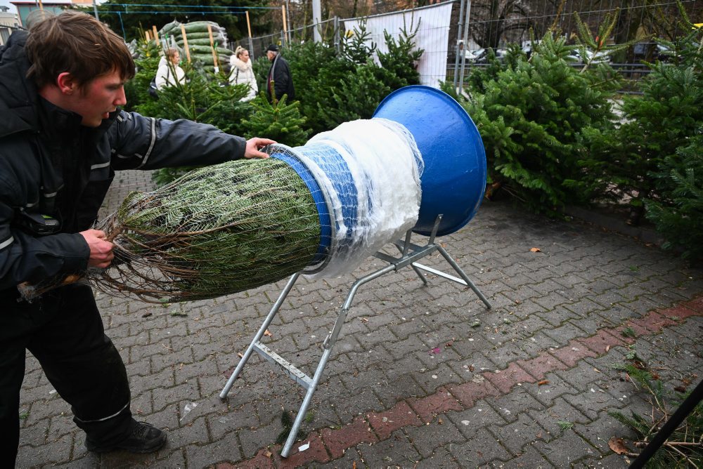 Predaj vianočných stromčekov v Starej Turej 
