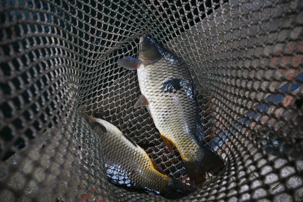 Predvianočný predaj živých rýb v Kunove