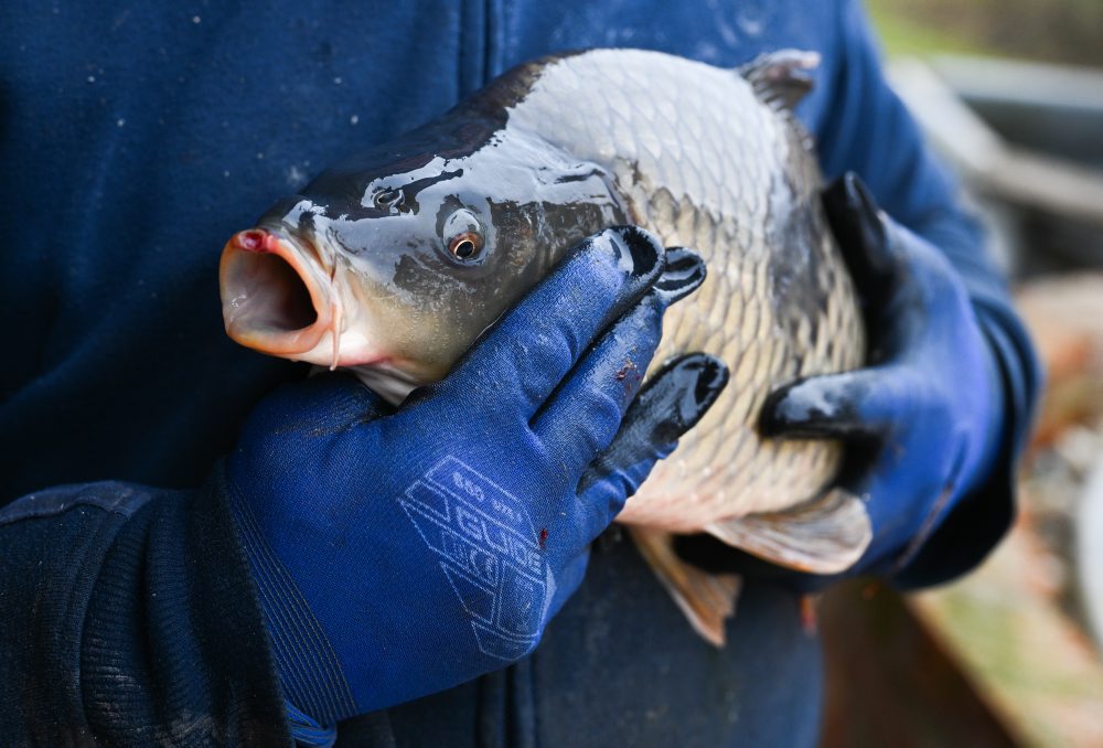 Predvianočný predaj živých rýb v Kunove