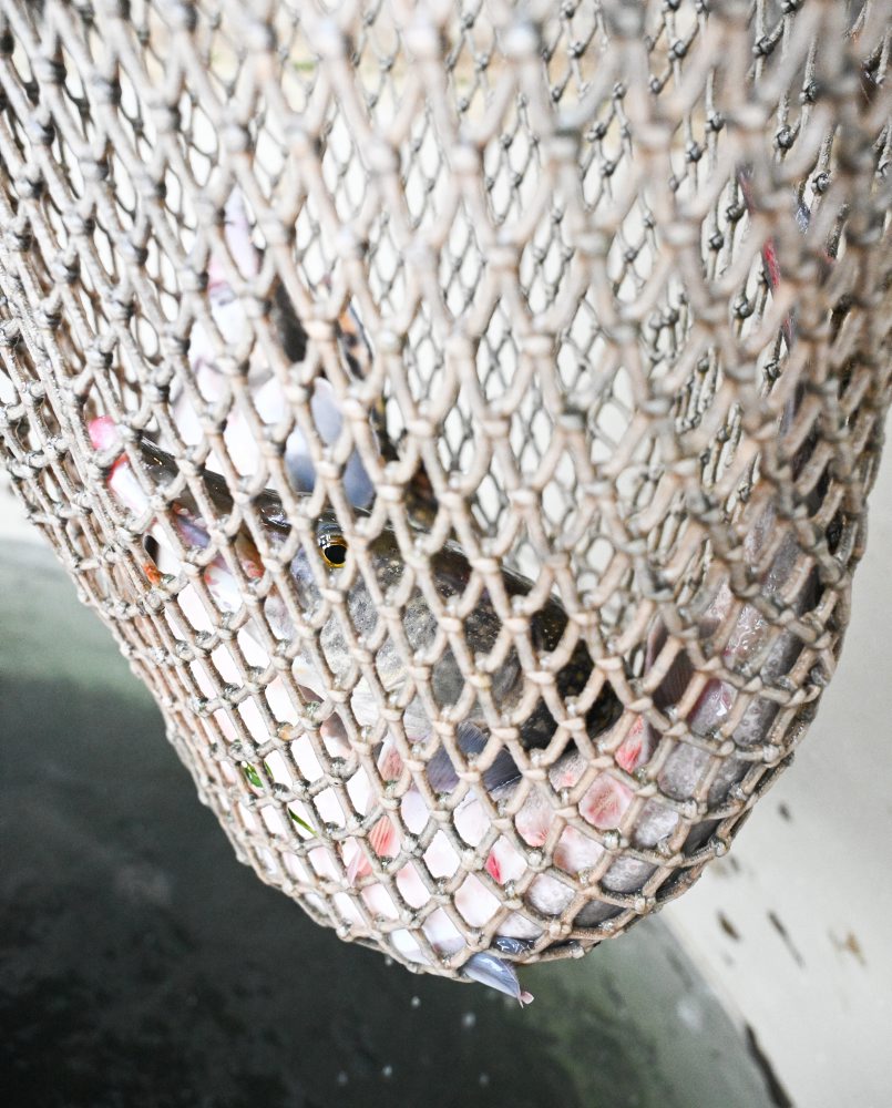 Predvianočný predaj živých rýb v Kunove