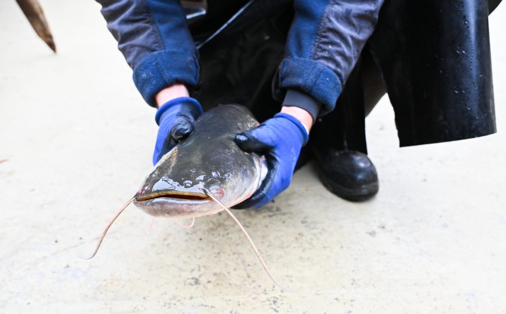 Predvianočný predaj živých rýb v Kunove